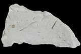 Ediacaran Aged Fossil Worms (Sabellidites) - Estonia #73536-1